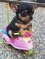 profile picture of dog on a toy bike